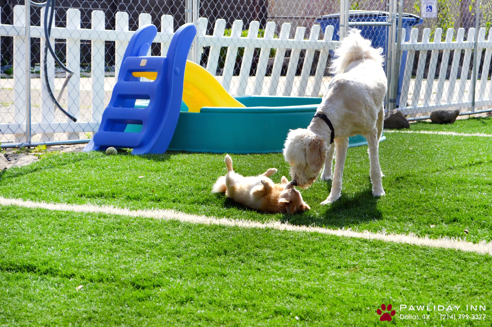 Dog Boarding FAQ