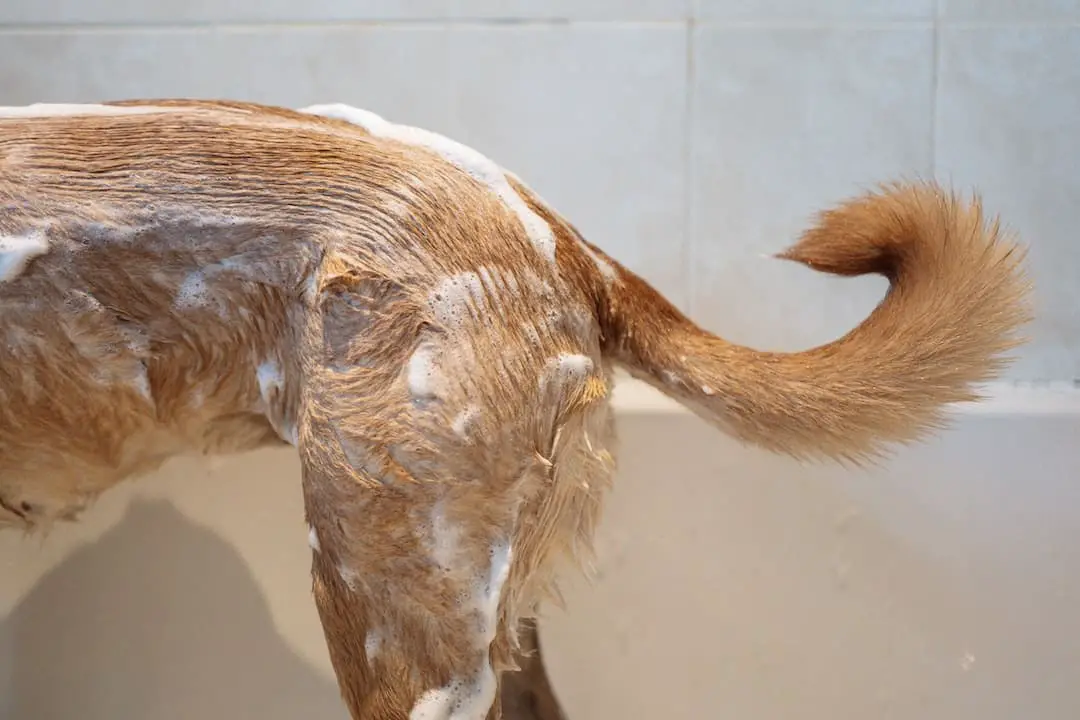 What not to do when showering a dog?